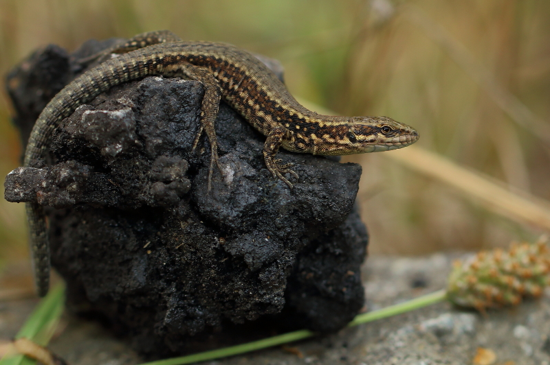 Photo Reptiles Lézard des murailles (Podarcis muralis)