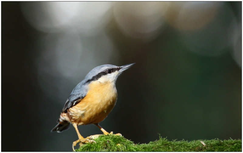 Photo Oiseaux Sittelle torchepot (Sitta europaea)