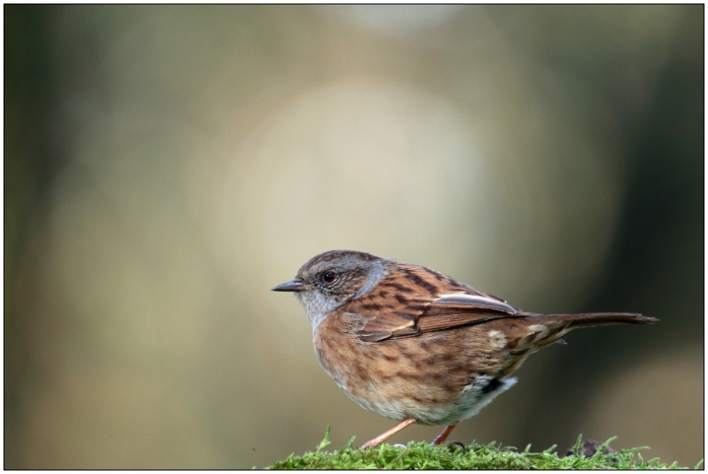 Photo Oiseaux Accenteur mouchet (Prunella modularis)