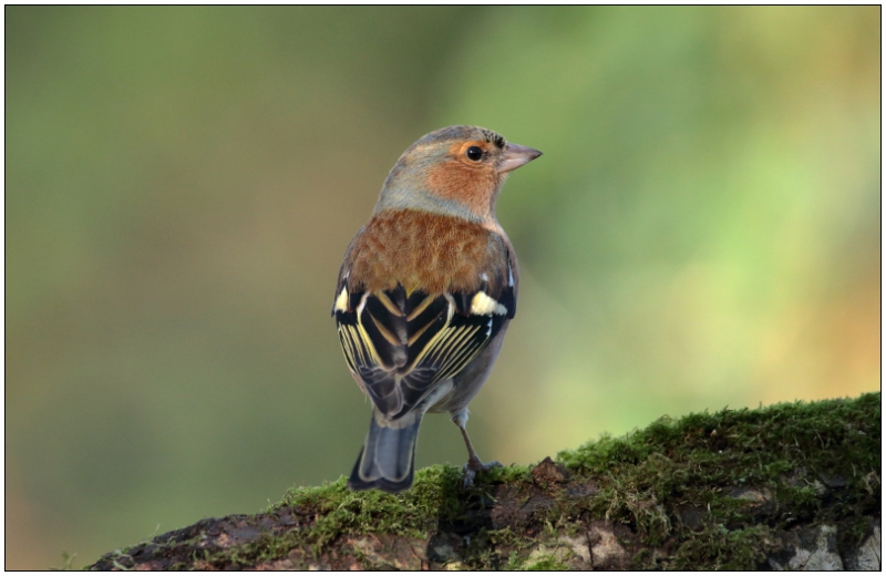 Photo Oiseaux Pinson des arbres (Fringilla coelebs)