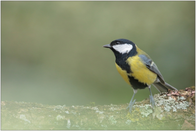 Photo Oiseaux Mésange charbonnière (Parus major)