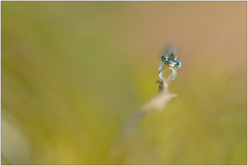 Photo Insectes Demoiselles (Zygoptères)