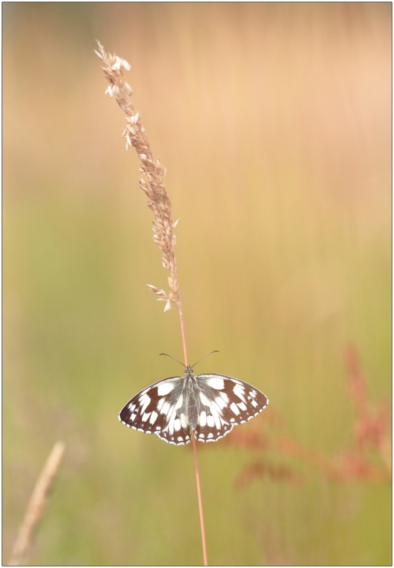 Photo Insectes Demi-deuil (Melanargia galathea)