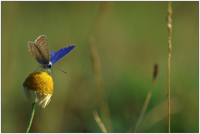 v2i.jpg Papillon Lycène (Lycaenidae sp.)