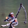 Oiseaux Canard mandarin couple