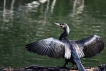 Oiseaux Grand cormoran