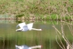 Oiseaux Cygne tuberculé