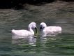 Oiseaux Cygne juvénile