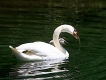 Oiseaux Cygne tuberculé