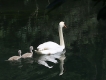 Photo nature