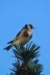 Oiseaux Chardonneret élégant (Carduelis carduelis)