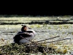Oiseaux Grèbe huppé