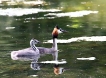 Oiseaux Grèbe huppé et sa progeniture