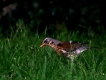 Oiseaux Grive musicienne