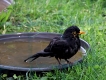 Oiseaux Merle