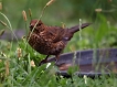 Oiseaux merlette