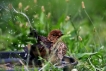 Oiseaux merlette
