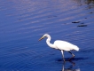Oiseaux Grande aigrette