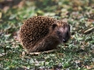 Mammifères Hérisson commun (Erinacus europaeus)