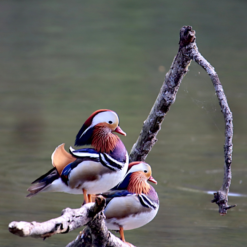 Photo Oiseaux Canard mandarin couple