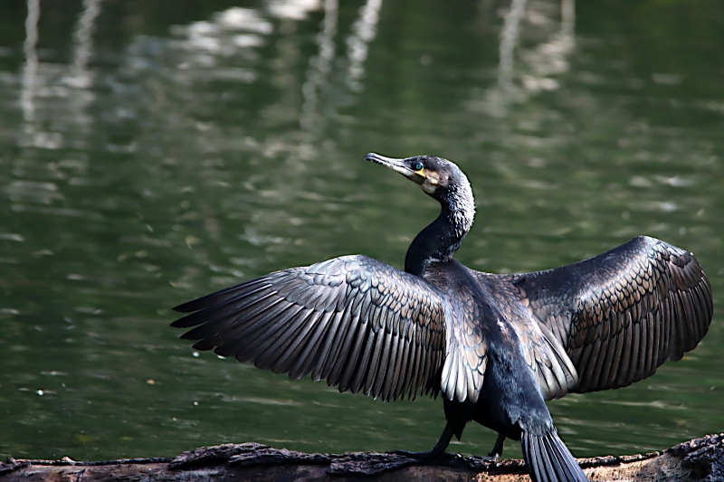 Photo Oiseaux Grand cormoran