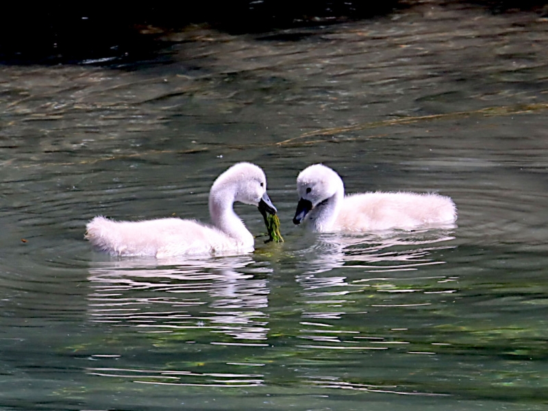 Photo Oiseaux Cygne juvénile