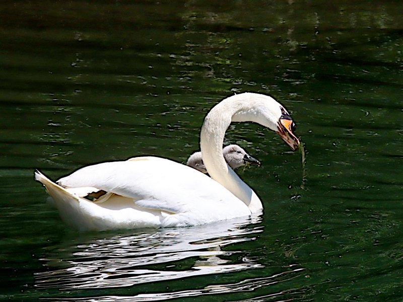 Photo Oiseaux Cygne tuberculé