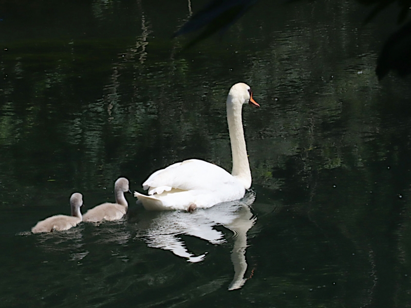 Cygnes_5.JPG