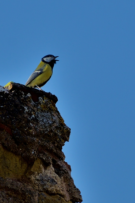 Photo Oiseaux Mésange charbonnière (Parus major)
