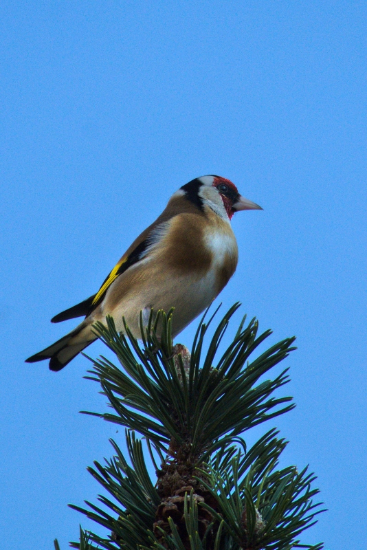 Photo Oiseaux Chardonneret élégant (Carduelis carduelis)