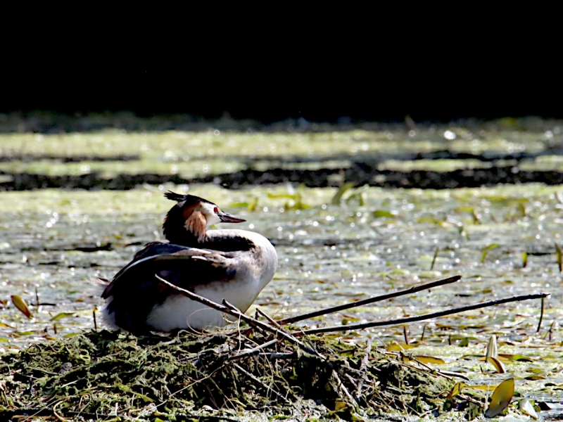 Photo Oiseaux Grèbe huppé