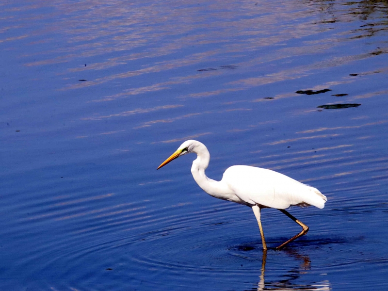 Photo Oiseaux Grande aigrette