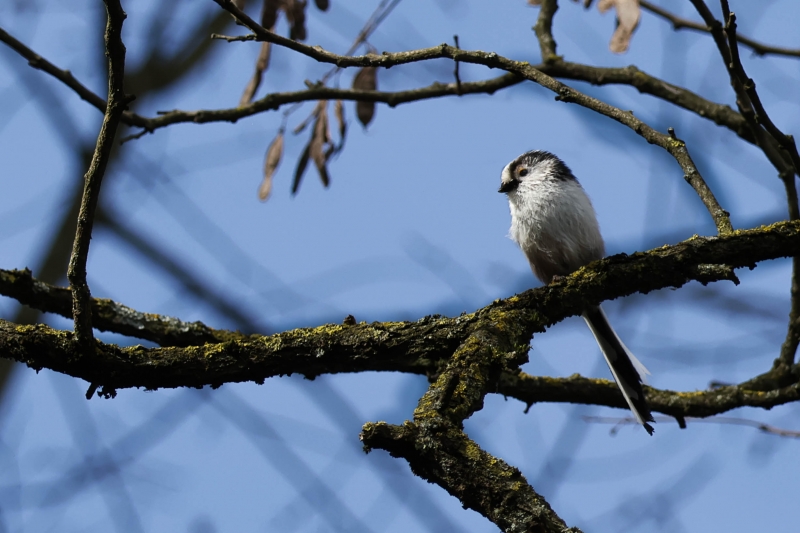 Photo Oiseaux Orite à longue queue (Aegithalos caudatus)