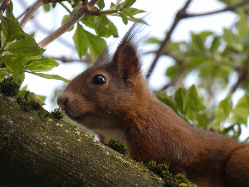 Photo Mammifères Ecureuil roux (Sciurus vulgaris)