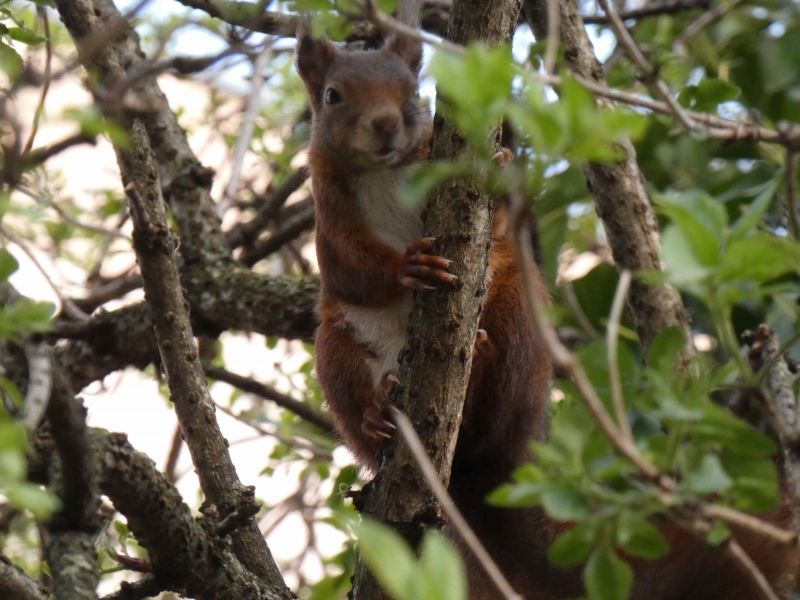Photo Mammifères Ecureuil roux (Sciurus vulgaris)