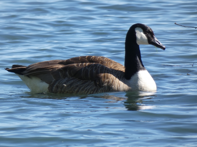 Photo Oiseaux Bernache du Canada