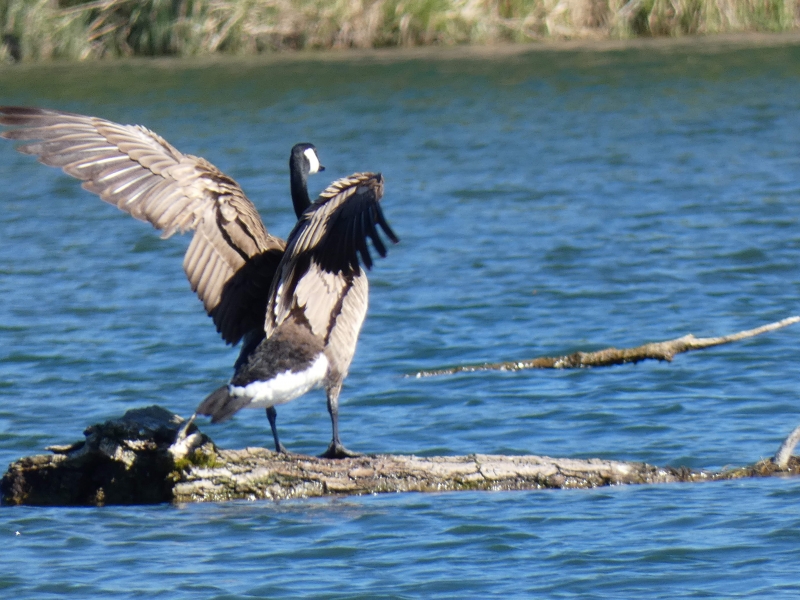 Photo Oiseaux Bernache du Canada
