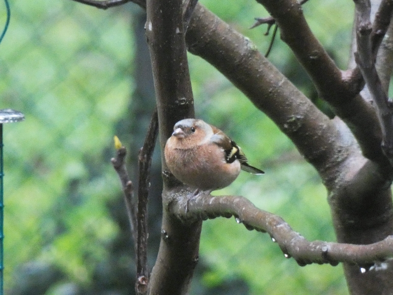 Photo Oiseaux Pinson des arbres (Fringilla coelebs)