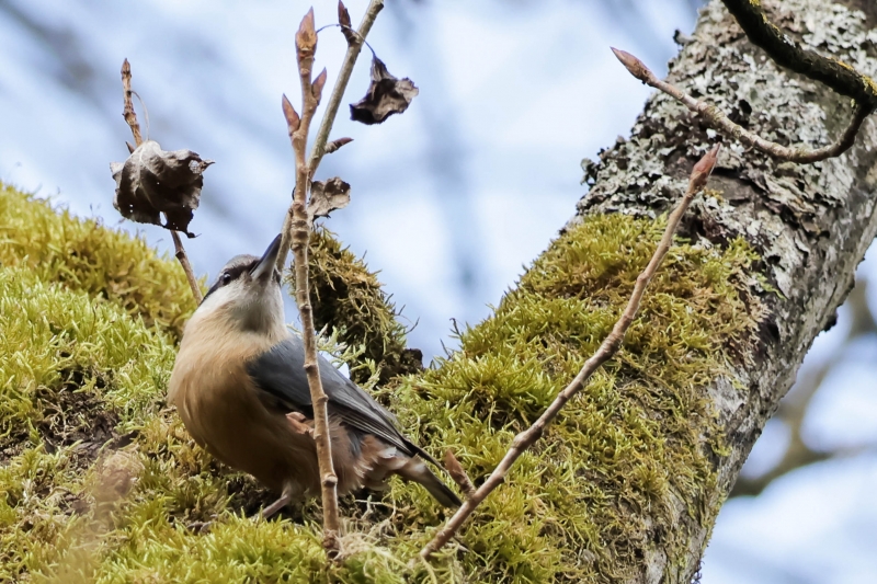 Photo Oiseaux Sitelle torchepot (Sitta europaea)