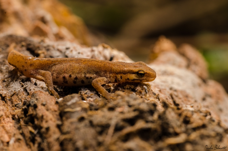 Amphibiens