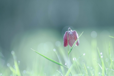 Flore Fritillaire pintade (Fritillaria meleagris)