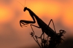 Insectes Mante religieuse (Mantis religiosa)