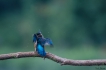 Oiseaux Martin pêcheur d\'Europe (Alcedo atthis)