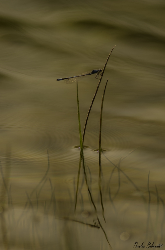 agrion_mercure.jpg agrion mercure
