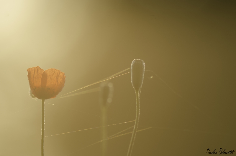 Photo Flore coquelicot 