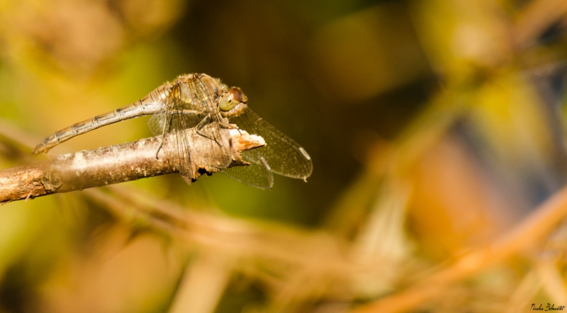 Photo Insectes libéllule