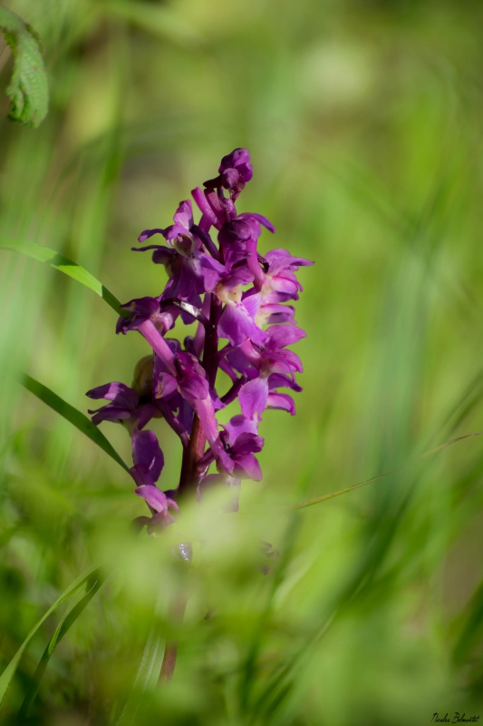 Photo Flore orchis mascula