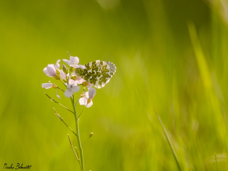 Photo Insectes  aurore (anthocaris cardamines) , papillon aurore
