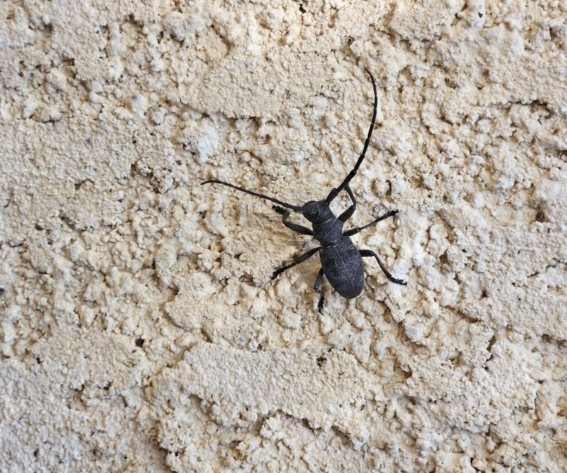 Photo Insectes