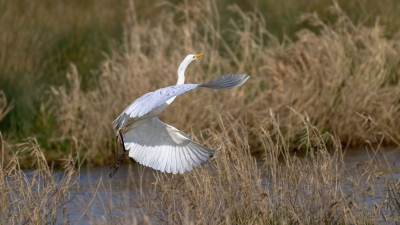 Oiseaux
